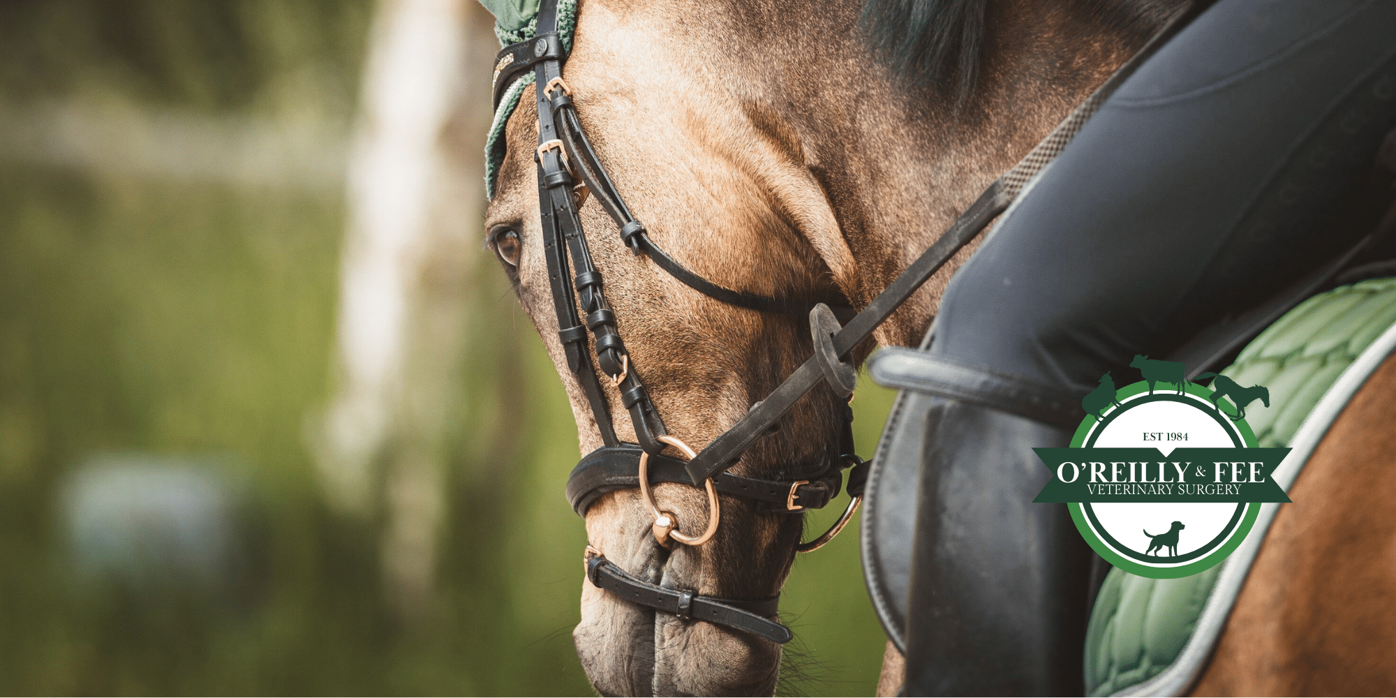 Equine Vets led by Eric Smith. Sales Vettings.