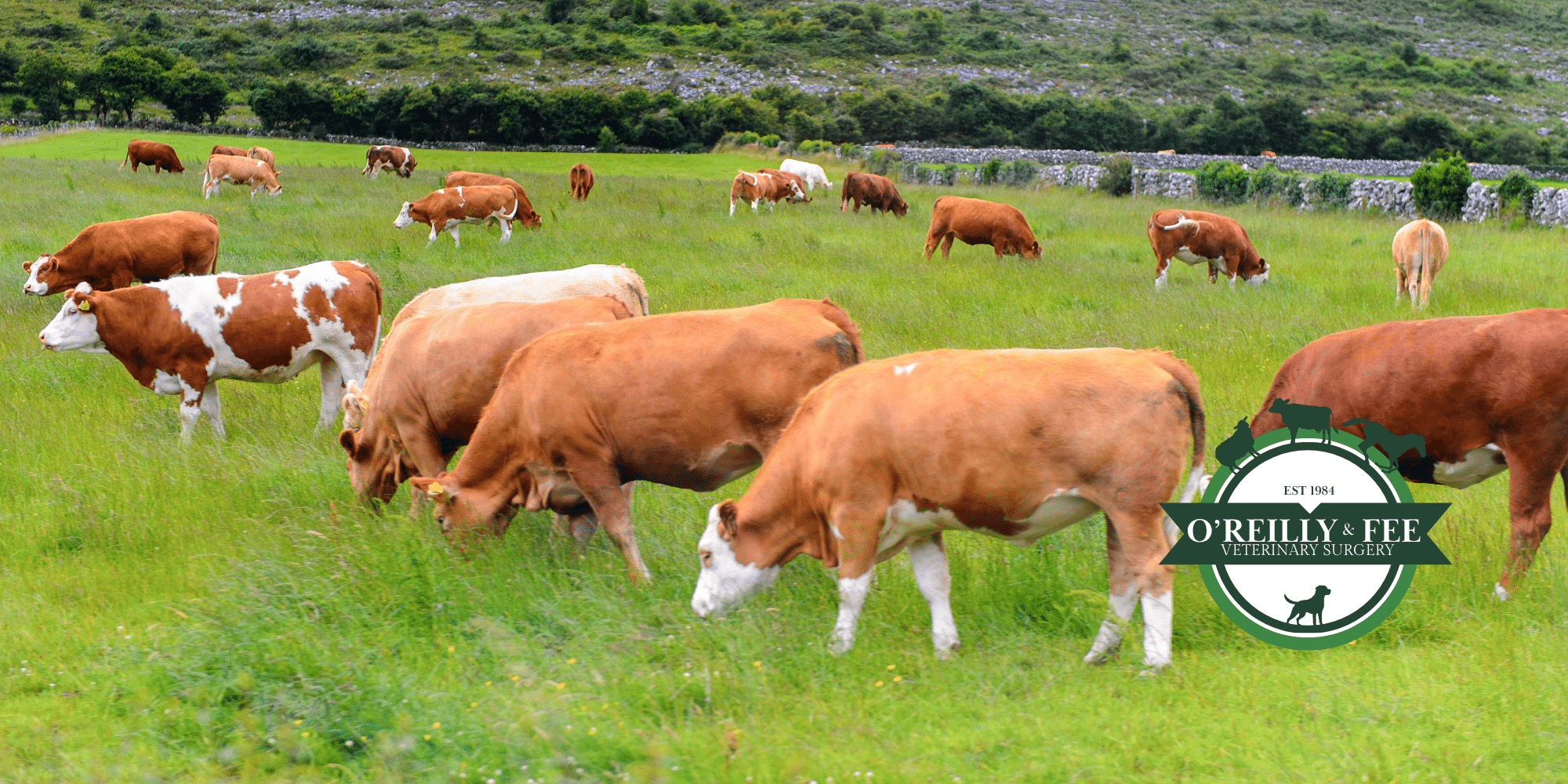 Best farm vets in County Armargh