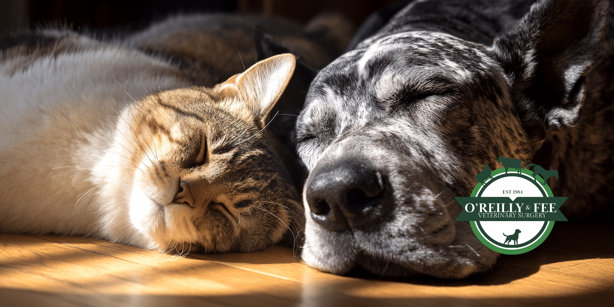 Small animal vets in Northern Ireland