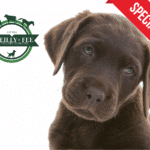 Puppy Vaccines Cheap